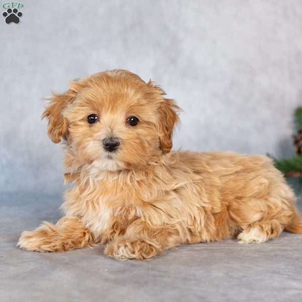 Eliza, Maltipoo Puppy